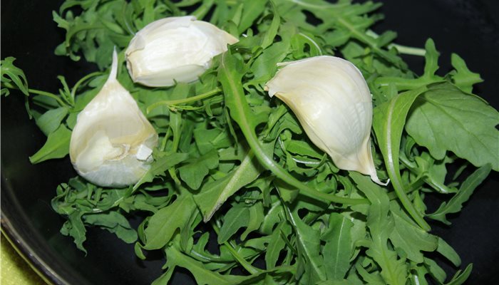 Rukola